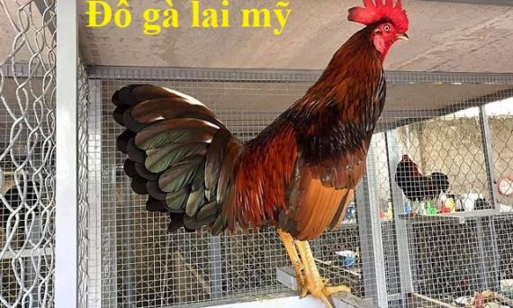 Đỗ gà lai mỹ hiệu quả với công thức sau 1 đỗ gà lai mỹ