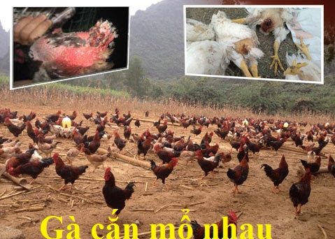 Gà ăn lông nhau và cách chữa trị dứt điểm 11 Gà ăn lông nhau