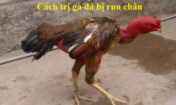 Cách chữa trị gà đá bị run chân hiệu quả nhất 6 gà đá bị run chân