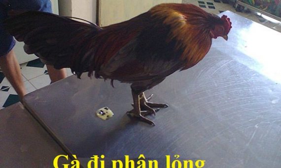 Gà đi phân lỏng triệu chứng của bệnh gì? 22 Gà đi phân lỏng