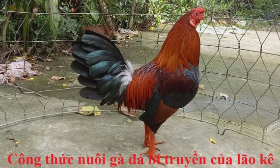 nuôi gà bí truyền