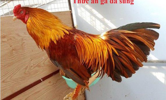 Nhóm thức ăn cho gà sung mãn và bền sức 11 Thức ăn gà đá
