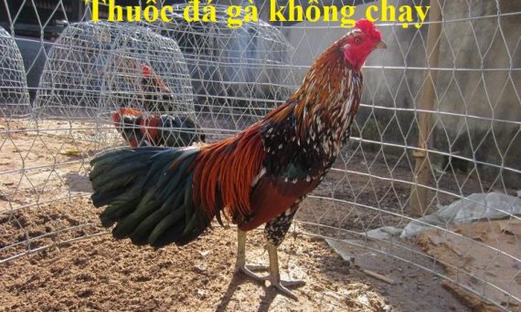 Thuốc đá gà không chạy dành cho sư kê 11 Thuốc đá gà