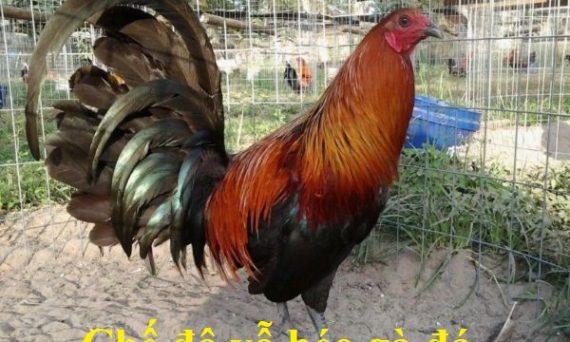 Chế độ vỗ béo cho gà chọi cực hiệu quả mới nhất 43 Chế độ vỗ béo