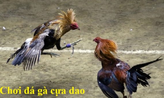 Chơi đá gà cựa dao trực tiếp tại Vegas79 uy tín 9 Chơi đá gà cựa dao