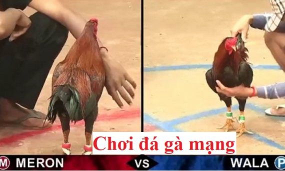 Chơi đá gà mạng ăn tiền hot nhất hiện nay 6 chơi đá gà mạng