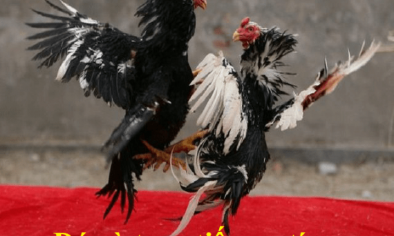 Tổng hợp top 3 nhà cái đá gà uy tín nhất hiện nay 12 đá gà uy tín