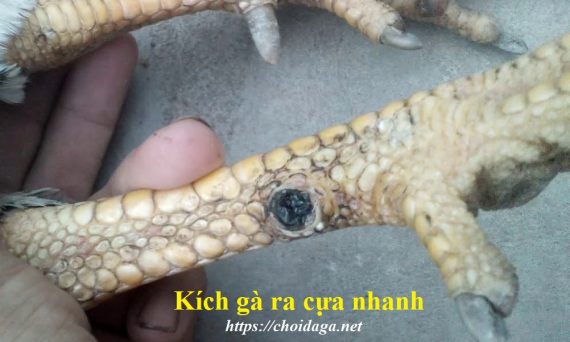 Kích gà ra cựa nhanh chóng với bí kíp cực đơn giản 27 kichgaracua