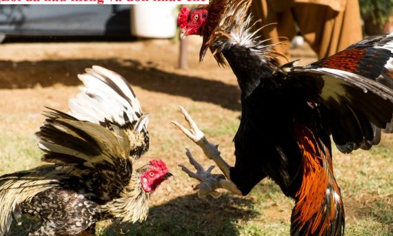 Lối đá hầu kiềng và những đòn khắc chế lại nó 1 Lối đá hầu kiềng