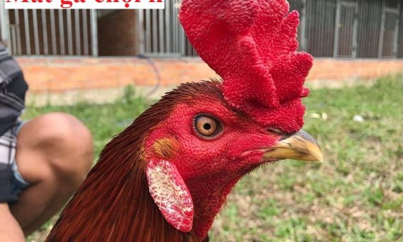 Mắt gà chọi lì có những đặc điểm gì? 37 Mắt gà chọi lì