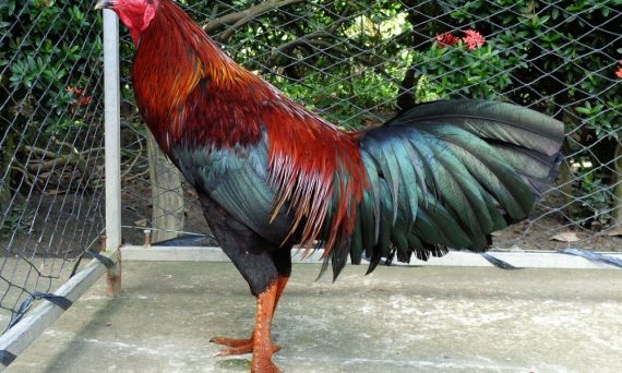 Nuôi gà vào chế độ trước khi đi đá gà 48 Nuôi gà vào chế độ