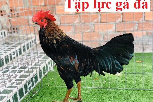 Tập lực gà đá giúp gà săn chắc sung mãn 18 tập lực gà đá