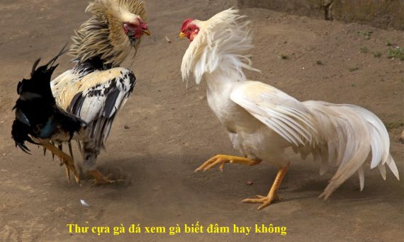 Thử cựa gà đá xem gà có đâm hay không 1 Thử cựa gà đá