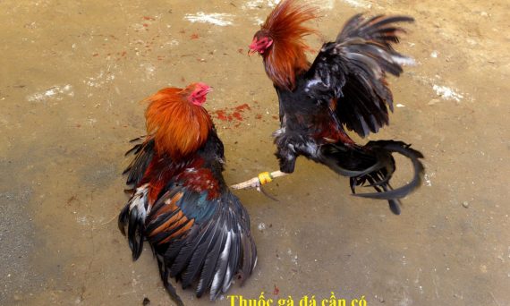 Top 5 thuốc gà đá cần có sư kê phải bỏ túi ngay 23 thuốc gà đá cần có