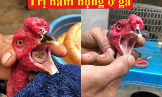 Cách trị nấm họng ở gà dứt điểm hiệu quả 1 nấm họng ở gà