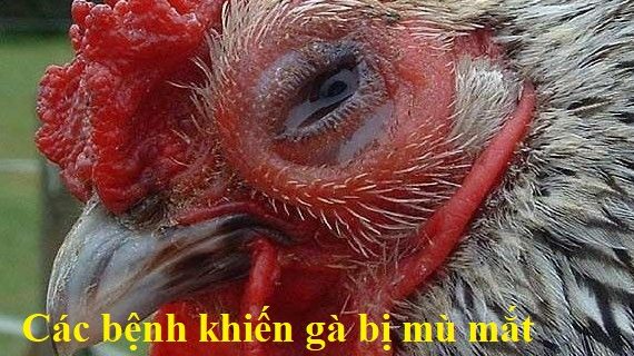Những căn bệnh kiến gà bị mù mắt cần phải biết 1 Gà bị mù mắt