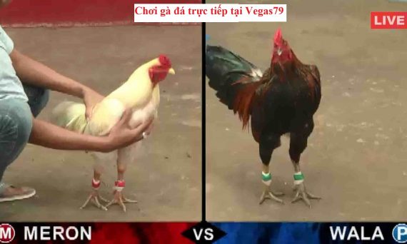Chơi gà đá trực tiếp cần chuẩn bị những gì? 8 Gà đá trực tiếp