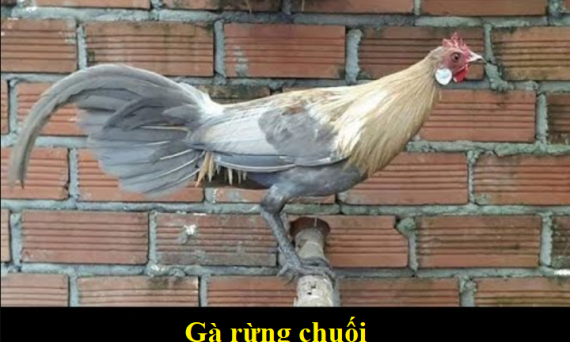 Gà rừng chuối - Dòng gà rừng màu độc lạ cực đẹp 1 Gà rừng chuối