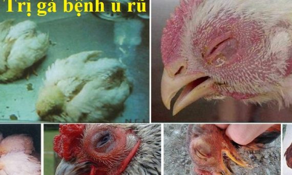 Gà ủ rũ nguyên nhân và cách trị hiệu quả 1 gà ủ rũ