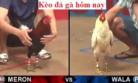 Kèo đá gà - Xem đá gà hôm nay cực hấp dẫn 30 Kèo đá gà