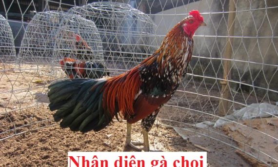Cách nhận diện gà chọi và gà lai chuẩn nhất 1 Nhận diện gà chọi