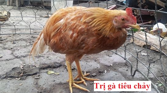 Trị gà tiêu chảy dứt điểm nhanh chóng và hiệu quả 1 trị gà tiêu chảy
