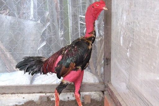 Kỹ thuật chăm sóc gà bệnh đúng chuẩn 11 Chăm sóc gà bệnh