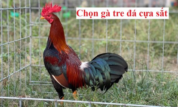 Chọn gà tre đá với những nguyên tắc hay 1 Chọn gà tre