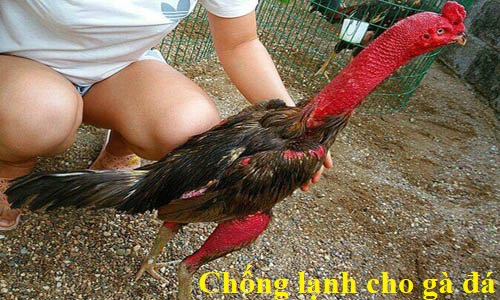 Kỹ thuật chống lạnh cho gà đá hiệu quả 1 Chống lạnh cho gà