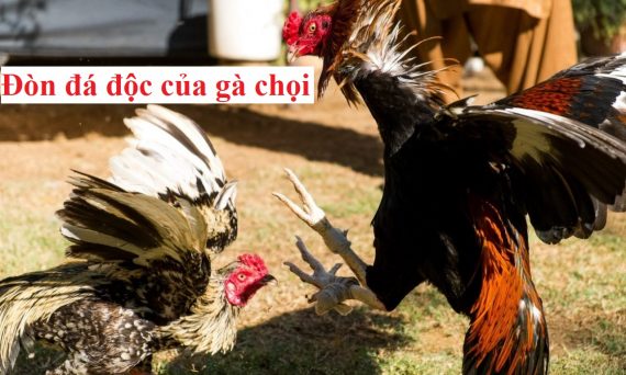 Tổng hợp các đòn đá độc của gà chọi mới nhất 1 Đòn đá độc của gà