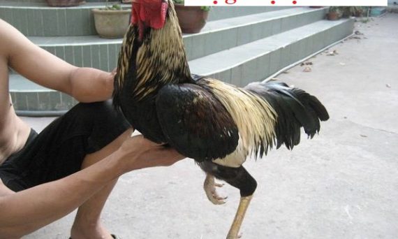 Gà bị lạnh chân dấu hiệu của bệnh gì? 1 Gà bị lạnh chân