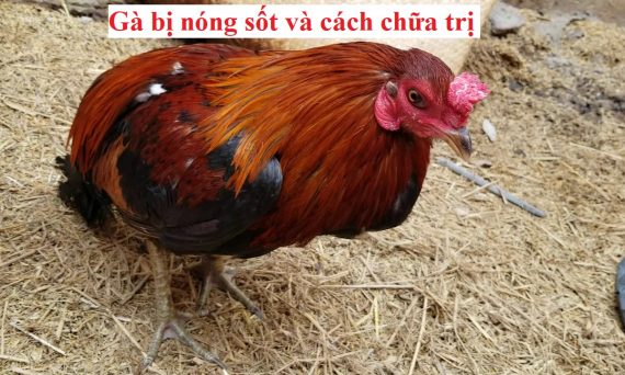 Gà bị nóng sốt dấu hiệu của bệnh gì? Cách chữa trị cho gà? 1 Gà bị nóng sốt