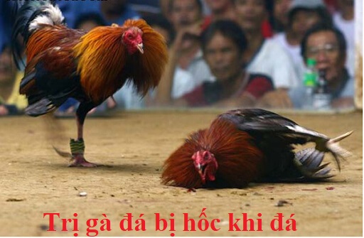 Gà đá bị hốc khi tham gia chơi đá gà trực tiếp 36 gà đá bị hốc