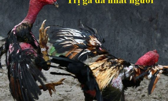 Gà đá nhát người và cách khắc phục hiệu quả 21 Gà đá nhát người