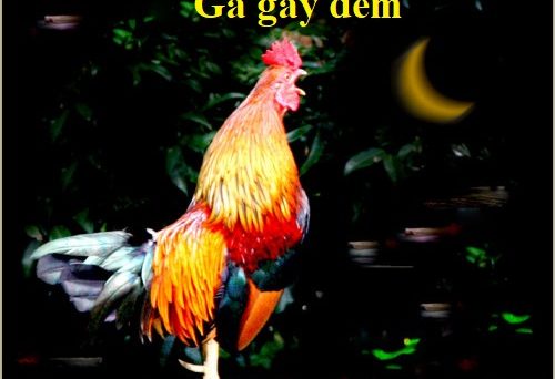 Gà gáy ban đêm và những điều sư kê cần biết 25 gà gáy ban đêm