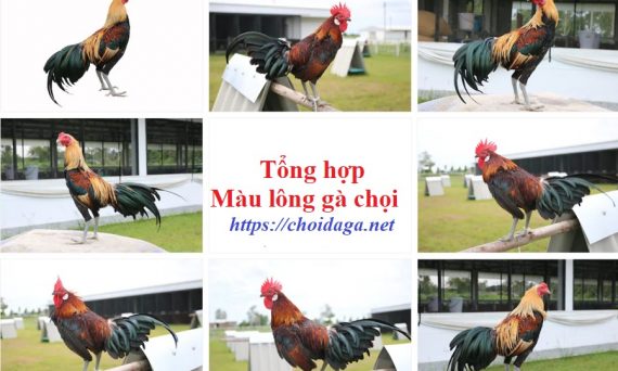 Chọn gà đá hay qua màu lông gà chọi cực chuẩn 11 màu lông gà chọi