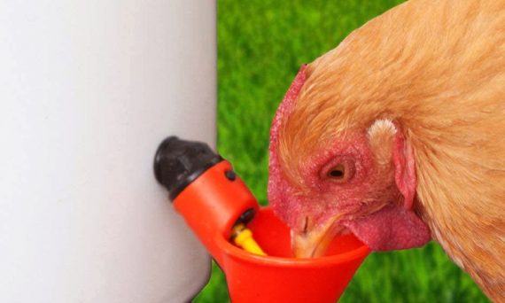 Làm nước cho gà chọi uống đảm bảo sức khỏe 26 Nước cho gà chọi uống