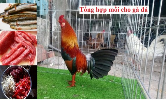 Các loại mồi gà đá giúp gà vừa cân đá đòn mạnh 1 mồi gà đá