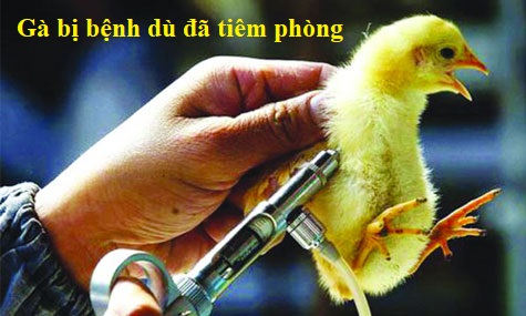 Gà đá bị bệnh dù đã tiêm vacxin nguyên nhân do đâu? 1 Gà đá bị bệnh