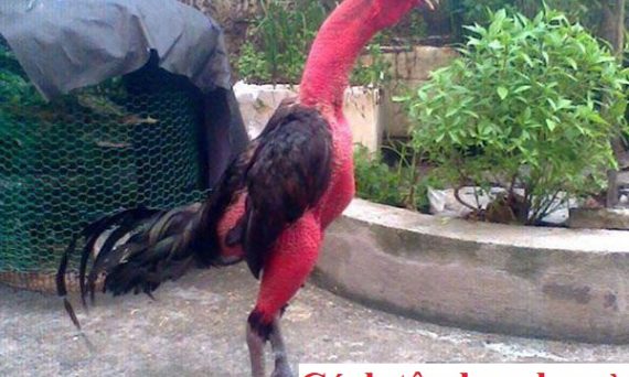 Cách tập lực cho gà chọi mau tới pin chuẩn nhất 1 Cách tập lực cho gà