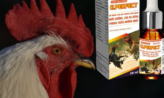 Dùng thuốc gà đá hiệu quả đúng phương pháp 6 Dùng thuốc gà đá