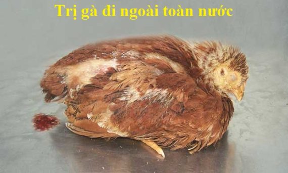 Gà đi ngoài toàn nước và cách chữa trị dứt điểm 1 gà đi ngoài toàn nước