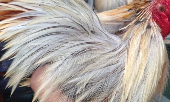 Lông gà bị xoăn - Nguyên nhân và cách khắc phục 1 Gà lông xoăn
