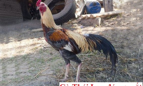 Gà Thái đá cựa sắt và những thông tin cần biết 1 gà thái đá cựa sắt