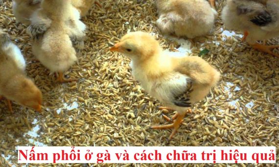 Bệnh nấm phổi trên gà và cách chữa trị hiệu quả 1 Bệnh nấm phổi trên gà