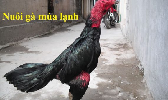 Nuôi gà mùa lạnh đảm bảo sức khỏe chiến kê 43 NUôi gà mùa lạnh