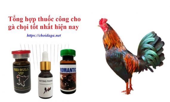 Tổng hợp thuốc công cho gà chọi hiệu quả nhất 1 Thuốc công cho gà chọi