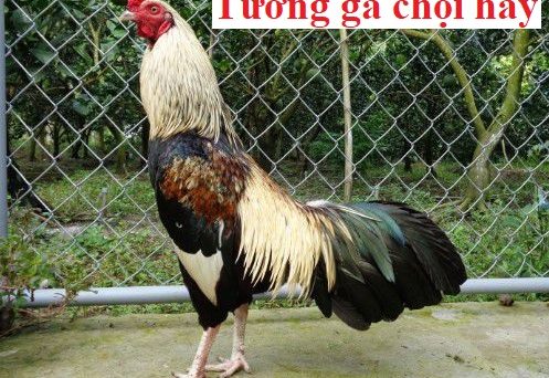 Tướng đi gà chọi đá hay sư kê cần biết 37 tướng đi gà chọi