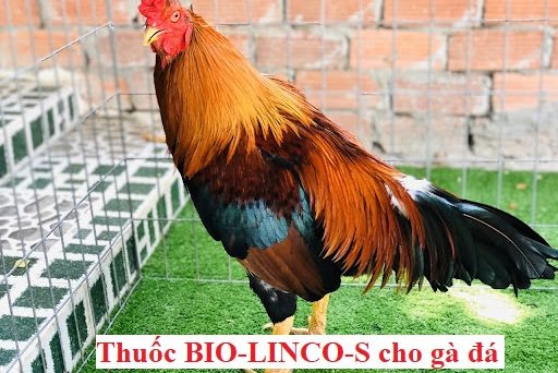 BIO-LINCO-S thuốc đặc trị cho gà đá 11 thuốc BIO-LINCO-S