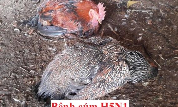 Bệnh cúm H5N1 - Cách phòng ngừa và chữa trị 1 Bệnh cúm H5N1